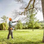 The Expert’s Touch: Understanding the Fine Art of Precision Tree Pruning