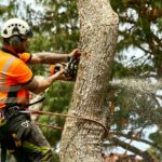 Efficient and Safe: The ABCs of Successful Tree Removal Services