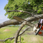 Essential Tree Pruning Services Near Me for Healthy Trees