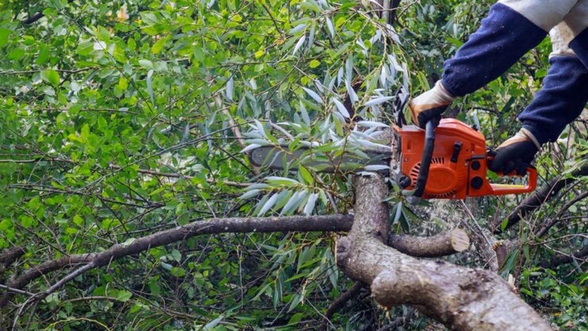 tree removal cost