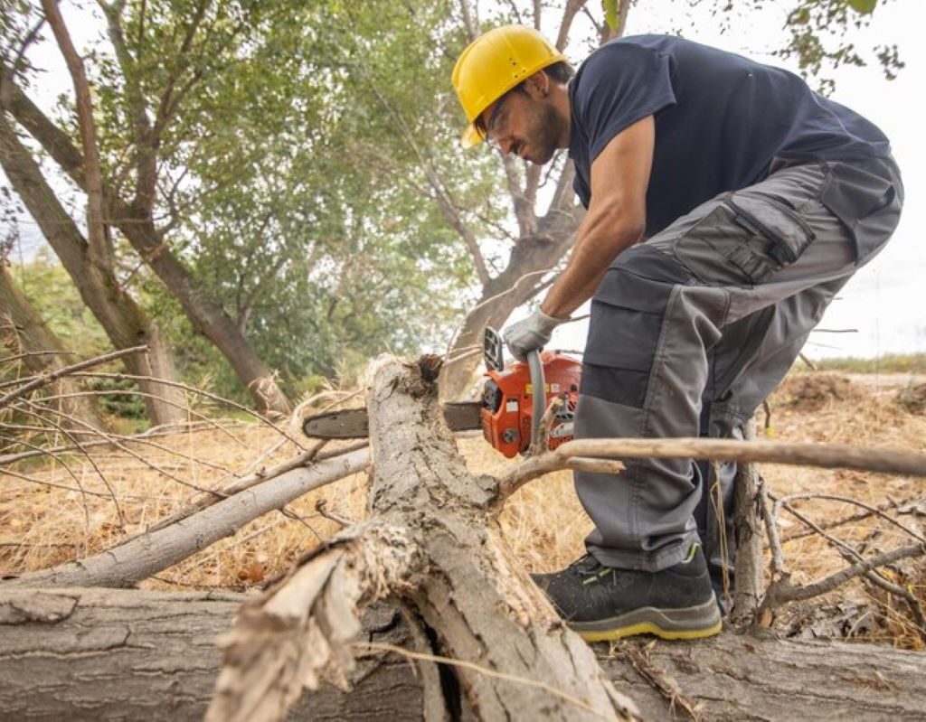 Counsil Tree Removal