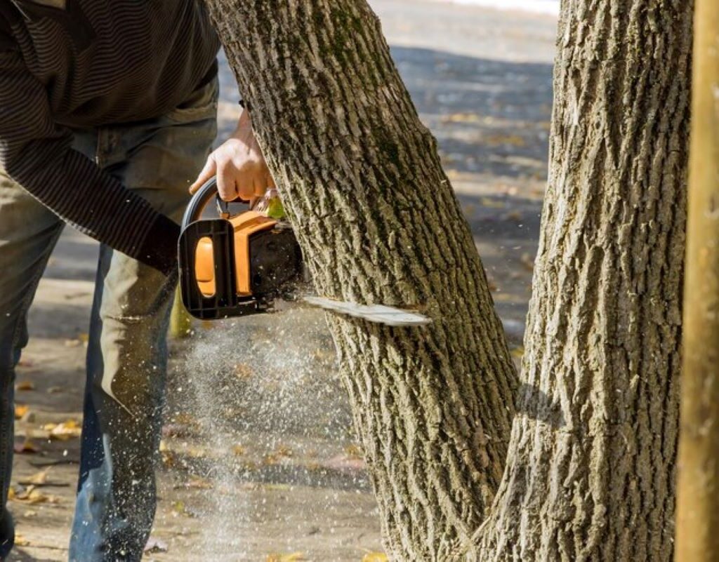 Counsil Tree Removal