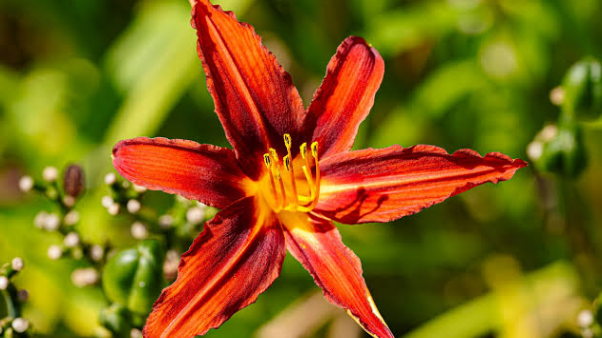 Greenwich Florist: Flowers for the Quiet Peninsula