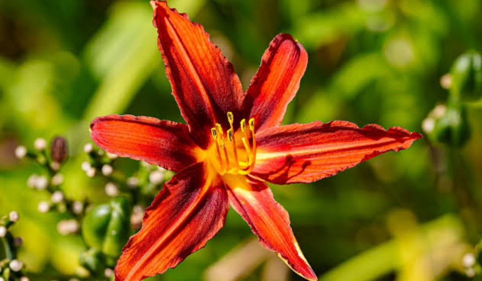 Greenwich Florist: Flowers for the Quiet Peninsula